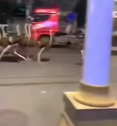 France is about to be the host of Emu War 2: Hour of the Ostrich