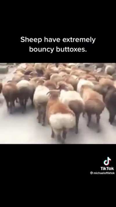 Why do I have sudden urge to become a sheep farmer?