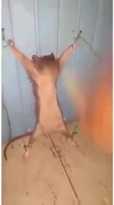 Pobre rata OMEGALUL
