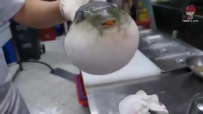 puffer fish eating a carrot