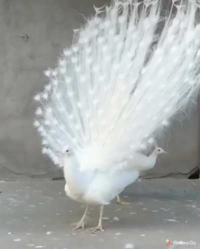 Rare and beautiful white peacock
