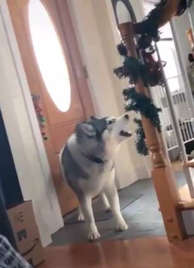 Dog doesn&rsquo;t know how to bark so he yells