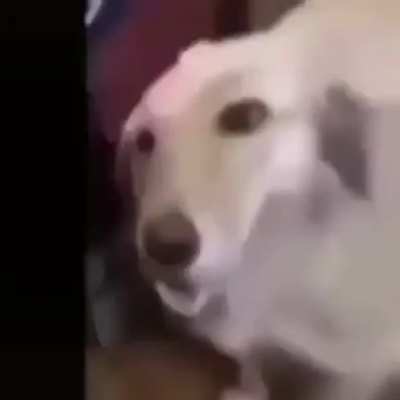 Cachorro foda 😎