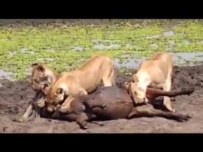 Lioness chews off a Wildebeest's balls