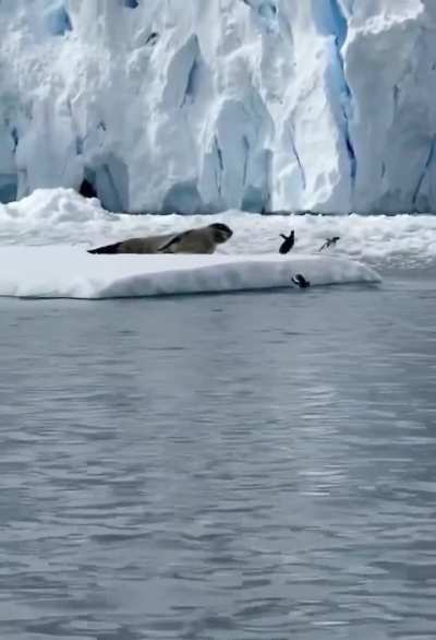 Penguins realizing they hopped onto the wrong ice floe.