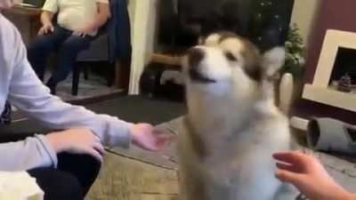 Woof