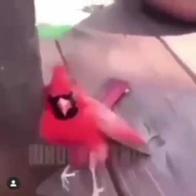 The bird offsprings gonna evolve