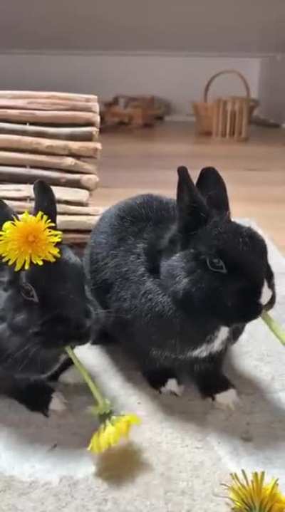 It's dandelion season