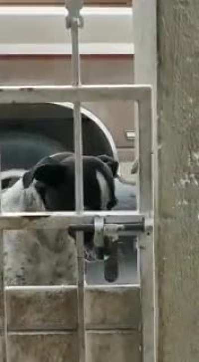 El perro de mi tio sabe abrir la reja.