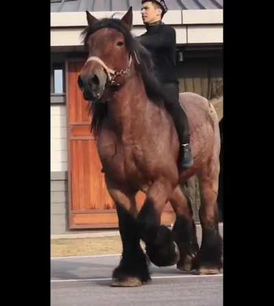 This horse.