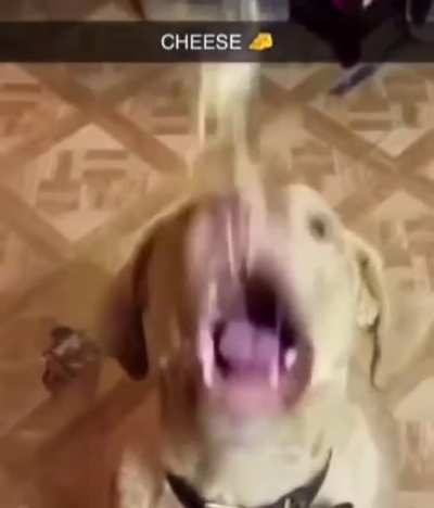 cheese