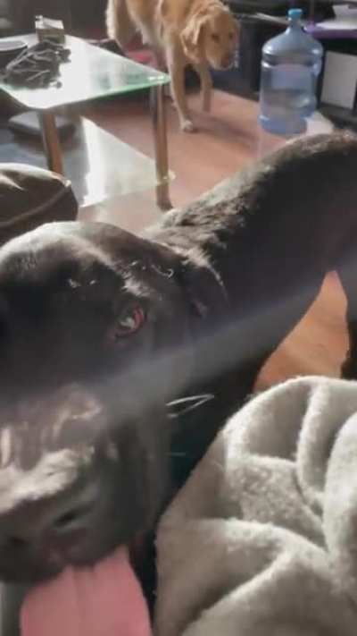Anyone else&rsquo;s dog air snap when they&rsquo;re happy or excited?