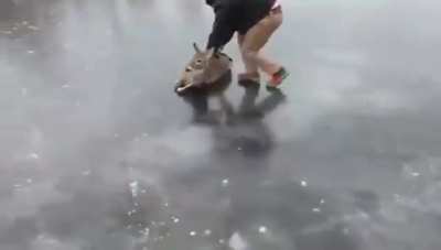 Deer Rescue
