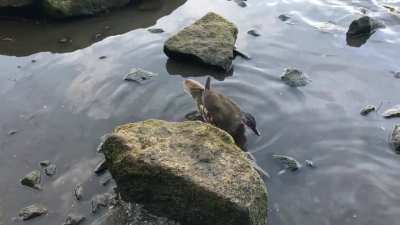 Saw a few of these birds in a little lake in Yorkshire, UK, but couldn't identify them.
