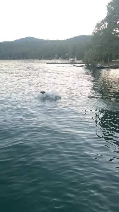 Sunny the black lab loves a dock dive into the lake