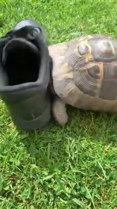 Racist turtle 🐢