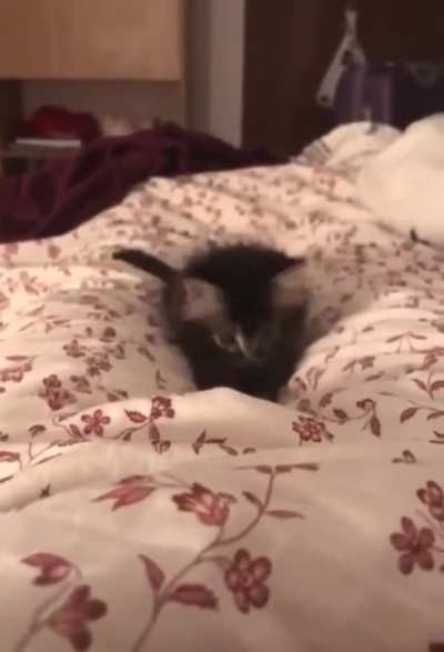 A kitten Doing Kitten Things