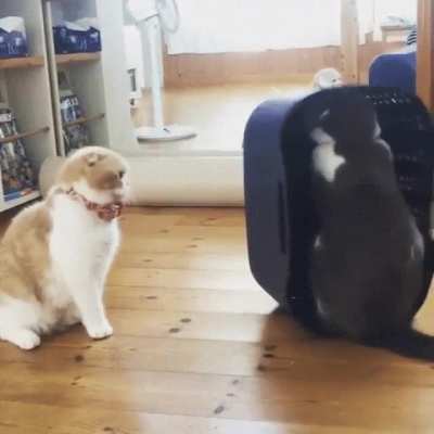 touch tha basket