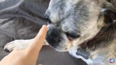 Do not boop plz hooman