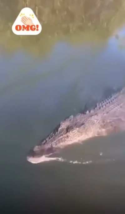Gator&rsquo;s gotta gator