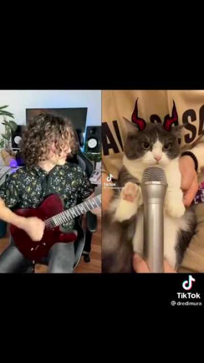 Death Kitty 😺