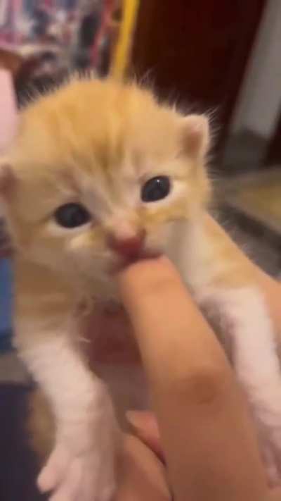 Nom nom..