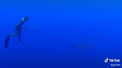 Whale