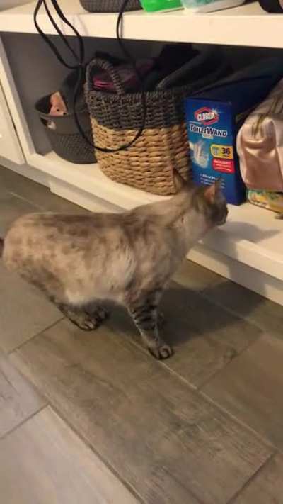 Penny wants her morning treats! She is one of two step cats that came with my new wife. This is how she normally talks but she doesn&rsquo;t talk much. It&rsquo;s was a rare to catch so many squeaks on video.