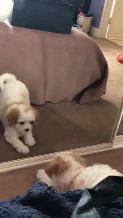 My sister's new dog is yet to figure out mirrors