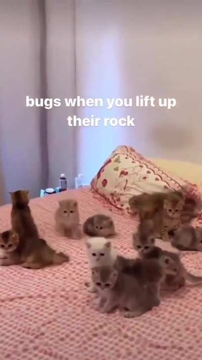 Bugkus