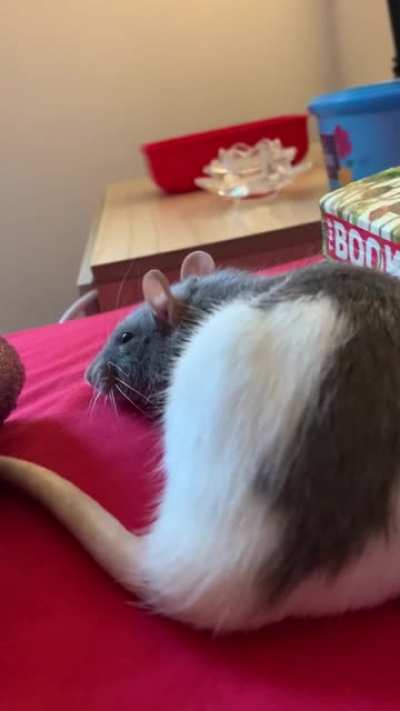 My sweet boggly girl 🥺💞🐀
