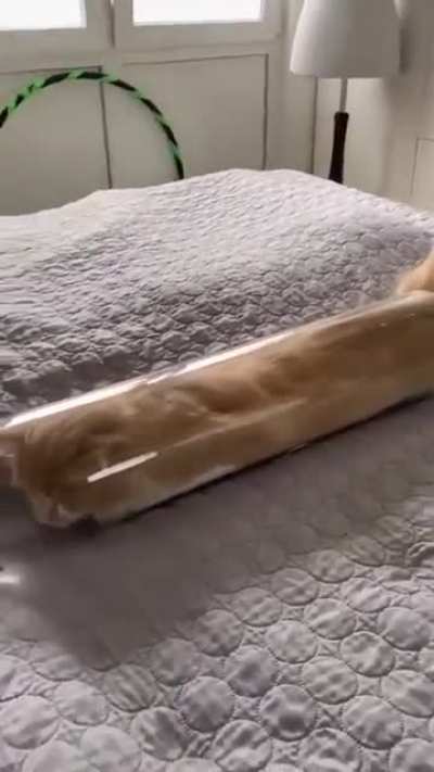 Cats are liquid