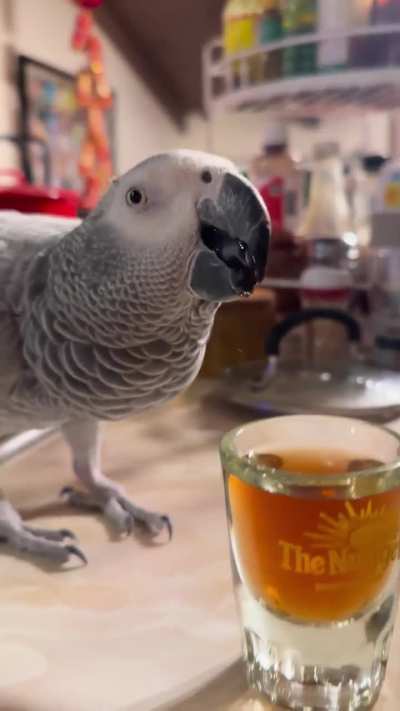Sippy African Grey ASMR