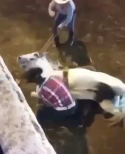 HMC - poor horse