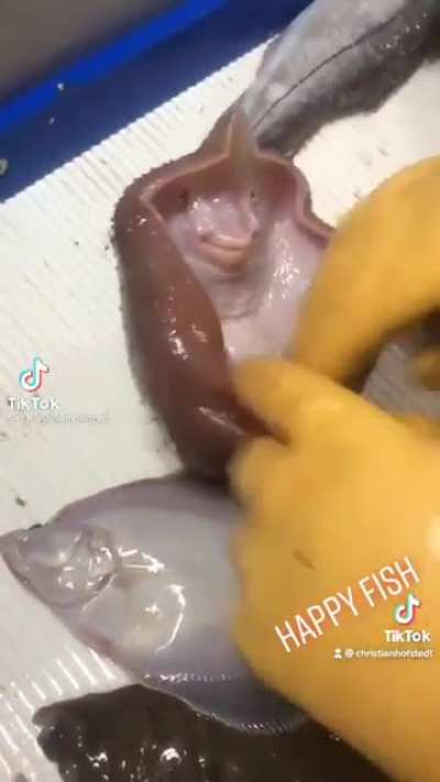 happy fish
