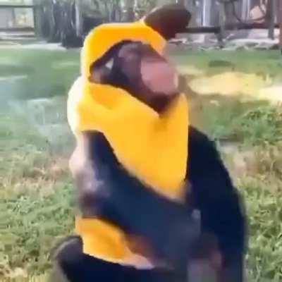 Soy un pl&aacute;tano