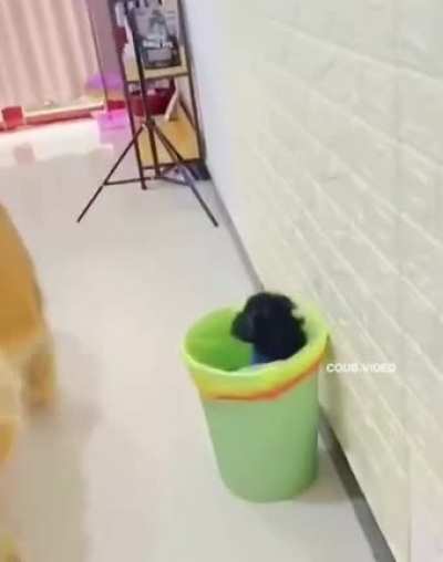jealous dog