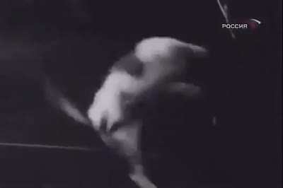 Testing how cats react to zero gravity