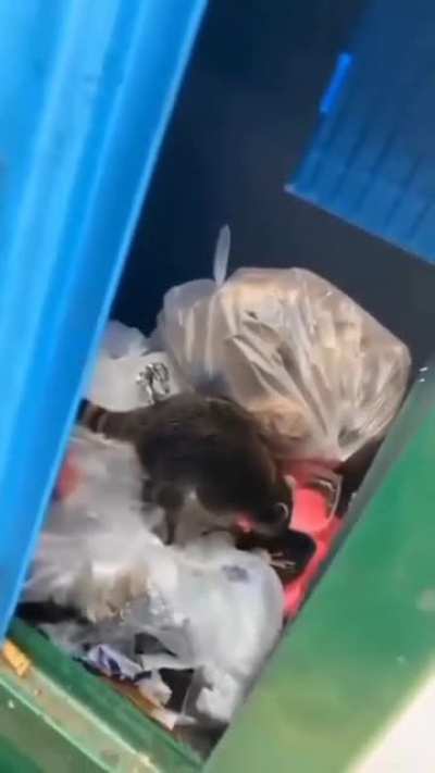 Racoon't