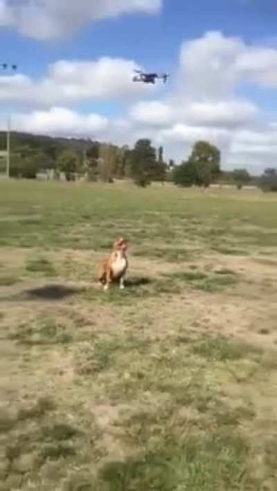 Drone catching