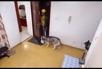 Doggo Recieving the parcel like a pro