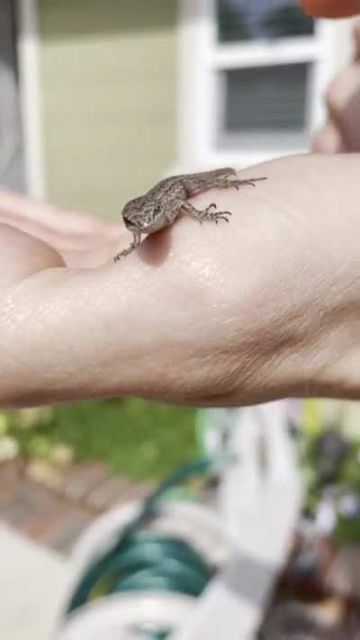 He fly