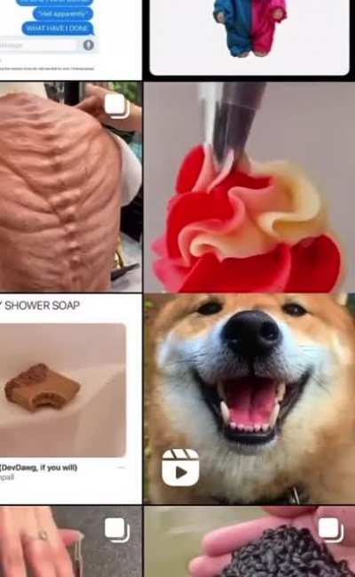 Pudding brain dog