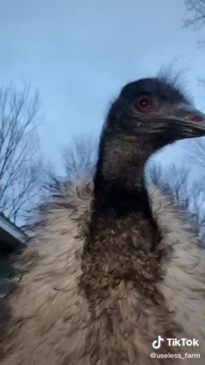 Wearing her shawl, Karen confronts the paparazzi at her second, high profile, divorce.