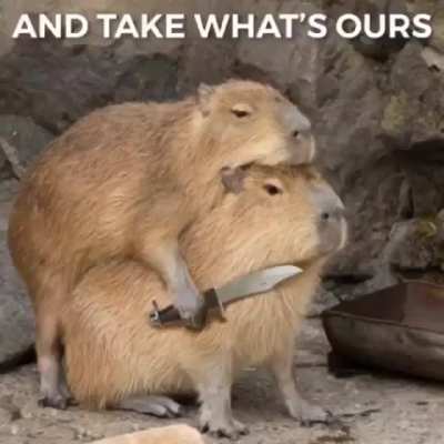 Capybara rule