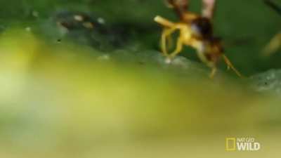 Glass frogs, native to Central and South America, are mostly arboreal, and they usually deposit their eggs on vegetation hanging over the running water of rainforest streams. The males of some species of glass frogs have evolved "Ninja-like" defenses to g