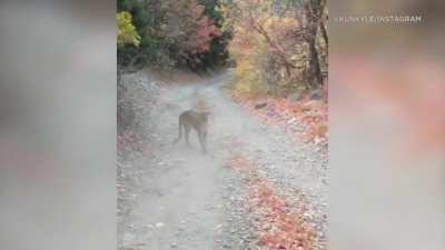 Cougar stalks trail hiker - Oct 2020