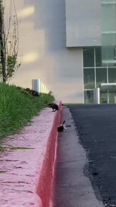 My partner just about lost it watching these little ducklings cross the street
