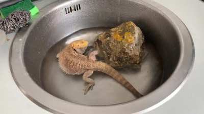 Dog or reptile? Can&rsquo;t tell