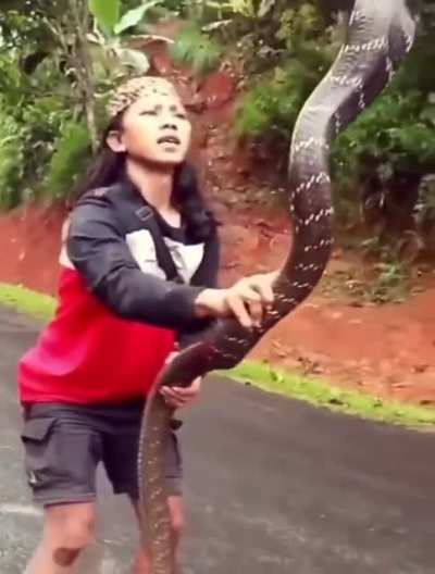 King Cobra